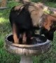 Overheated dog awkwardly cools off in bird bath
