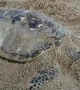 Turtle found dead with a stomach full of plastic in Thailand