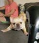 French bulldog freaks out at sight of owner's back massager at their Missouri home
