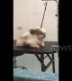 Filipino dog struggles to stay on table while hair dryer blows
