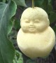 Chinese farmer grows bizarre baby-shaped pears