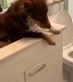 Dog Has a Sinking Feeling