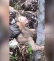 Baby monkey in China rescued after getting its arm trapped in a tree