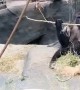 Gorilla Gets Goofy