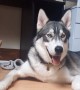 Husky dog finds companionship in tiny kitten
