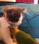 Parrot Plays with Sleepy Kitty's Bling