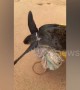 Beachgoers rescue endangered turtle with a plastic sack wrapped around its neck