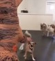 Dog pack encounters man dressed in t-rex costume