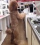 Poodle Stands to See Shoppers