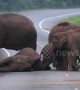 Elephant family tries to wake up dozing jumbo enjoying a nap on Thai road