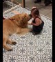 Gentle pup gives toddler sweet kiss