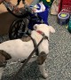 Disabled dog excited for brand new wheelchair