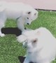 Samoyed invites friend to play, gets instantly ignored