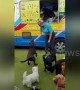 Haagen-Dogs! Adorable moment very good dogs get cold treats from ice cream truck in UK
