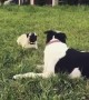 Hilarious doggies engage in epic argument