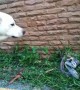 Snake lunges at dog after intense stand-off in Thailand