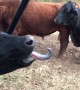 Cows Vs. Kids