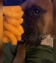 Incredibly cute moment boxer dog remains still despite giant mountain of Cheetos in his mouth