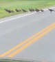 Turkeys Hold Up Traffic
