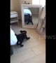 Adorable black Labrador puppy wants to fight himself in the mirror