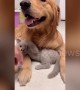 Meet the golden retriever and kitten that are best friends in China