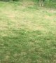 Backyard Roo Shenanigans