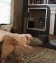 Dog Gives Playmate a Piggy Back Ride