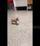 Brave chihuahua puppy barks at bigger dog