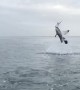 Shark does epic flip after breaching off South Africa's coast