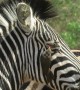 Wildlife cleaning service! Zebra allows bird to clean her eyelashes