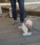 Pig Participates in Spanish Street Show
