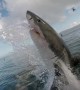 South African great whites flee as killer whales move in