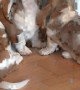 Basset Hound Pups Try to Take Towel from Owner
