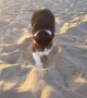 Beach Makes Purrfect Sandbox