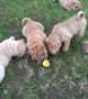 Curious puppies don\'t know how to react to mysterious lemon