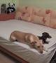 What your dogs do when you\'re not home!