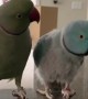 Parrots incredibly talk to one other like humans
