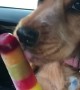 Cocker Spaniel Keeps Cool with Icy Treat