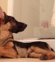 Dog tries to hit the right notes while singing with owner