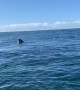 Whales Spotted in Open Water