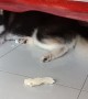 Adorable Husky Hides from Annoyed Human