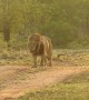 Lion caught wincing after stepping on a thorn