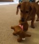 Dachshund puppy adorably reacts after meeting toy look-alike