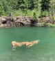 Golden Retrievers swim upstream in perfect synchronization
