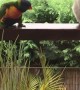 Parrot Puts on Show for Uninterested Kookaburra