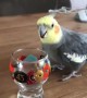 Bird Wins Bout with Glass