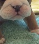 Gorgeous Puppy Growls with Gusto