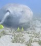Dugong Sleeps on the Sea Bed