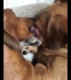 Cute dogs adorably cuddle together in their bed