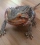 Bearded dragon does happy dance for favorite treat